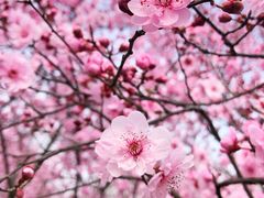 -白塘生态植物园