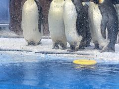 -海合安成都极地海洋公园