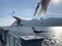 -海埂大坝