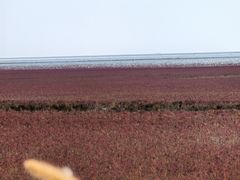 -红海滩国家风景廊道