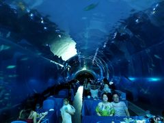 -海棠湾洲际-涛·海底餐厅·美人鱼·自助餐·海底隧道