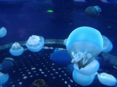 -芜湖新华联大白鲸海洋公园