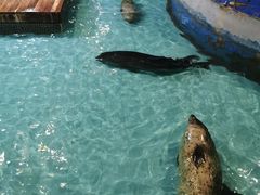 -锦艺城海洋馆