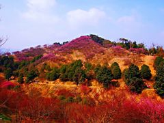 -新建村梅花