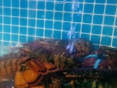 -云南巷海鲜大咖·可加工海鲜