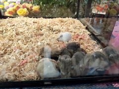 -凯德广场(学府店)