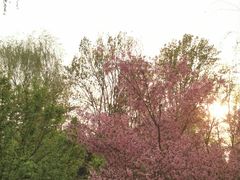 -近春园遗址