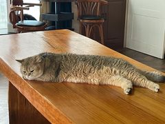 -蓝鲸·缅因猫舍