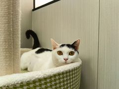 -东莞宠友24H宠物中心医院·转诊夜诊·异宠(新河北路院)