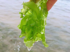 -青岛第一海水浴场