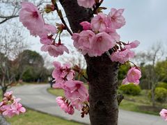 -顾村公园