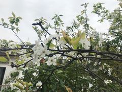 -云里小坐·小院里·团建·宴请·下午茶(三圣乡店)