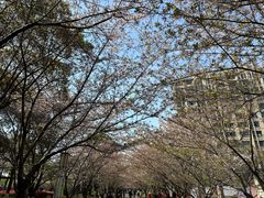 -高东镇樱花园
