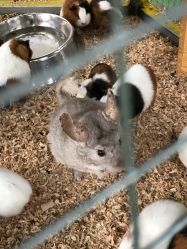 -萌宠亲子动物乐园(槐房万达店)