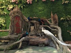 -野象谷景区