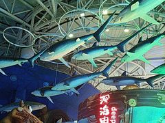 -烟台海昌鲸鲨海洋公园