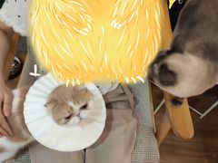 -滚猫咖啡·猫咖·猫友好撸猫(未来城店)