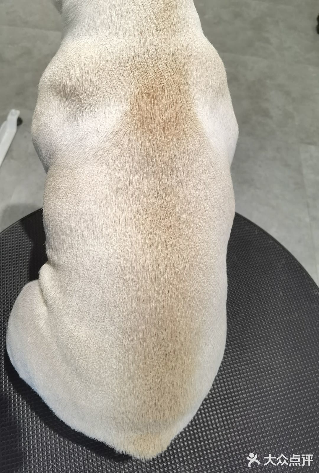 又是可以撸别人家狗子的一天🦴