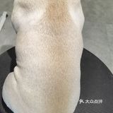 又是可以撸别人家狗子的一天🦴