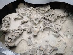 -自贡恐龙博物馆