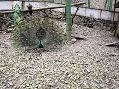 -藏龙百瀑风景区