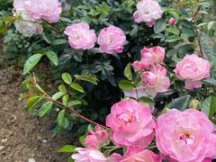 -人民公园(罗湖区)