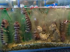 -Isla Sugbu Seafood City