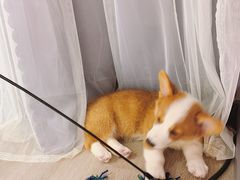 -浣熊柯尔鸭土拨鼠·电玩咖