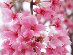 -顾村公园