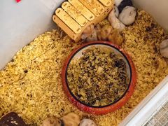 -溪岸路花鸟市场