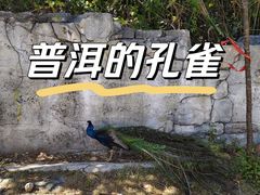 -西双版纳原始森林公园