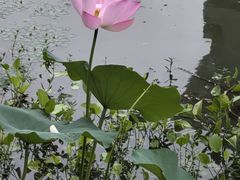 -东湖落雁景区