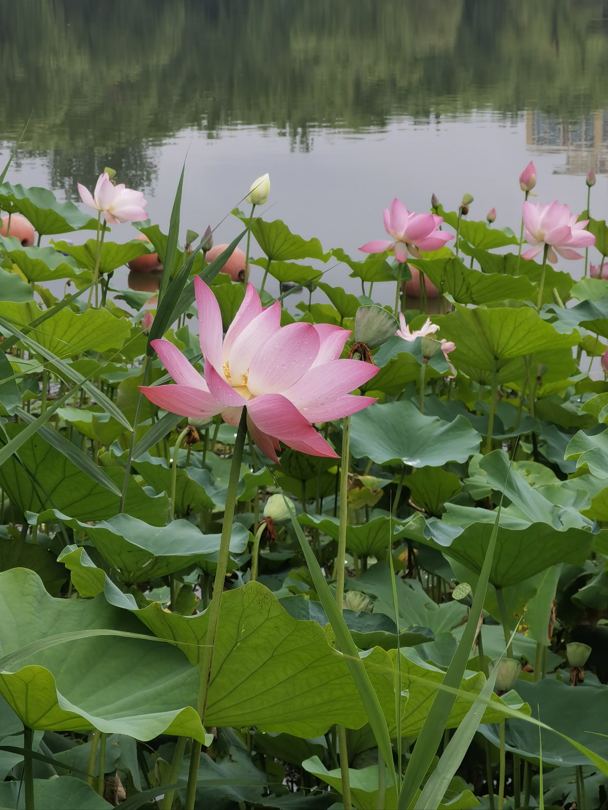 六月荷花满池塘,七月图片