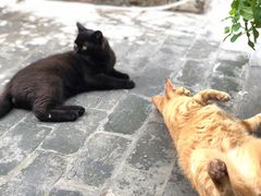 -喵屿·大理花园猫咖