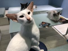 -喵的天空名猫咖啡馆·撸猫·猫舍·用品