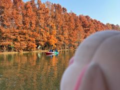 -上海海湾国家森林公园