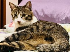 -艾贝尔宠物医院·24H转诊中心·肿瘤猫专科(江宁双龙店)