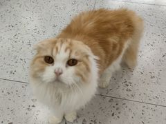 -喵园·猫主题咖啡厅·撸猫·猫咖(国贸店)