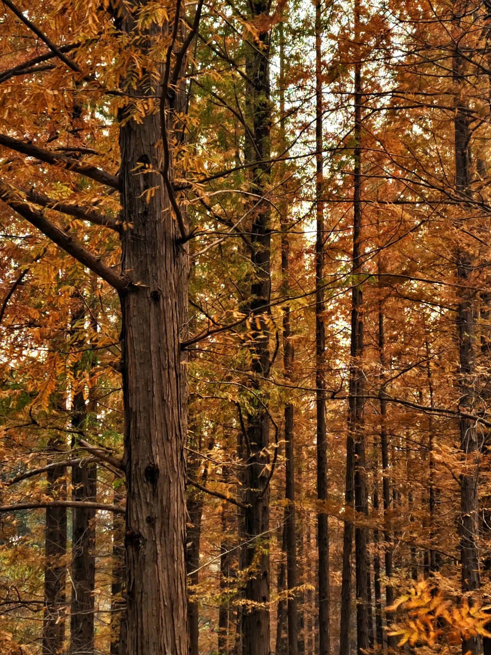 植物园水杉林犹如一幅绝美油画🧡