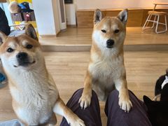 -南京Hallo宠物乐园·哈罗犬舍·柴犬繁育基地