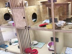 -李小姐の猫咖啡馆(五角场店)
