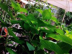 -秘密小花园(第三中学店)