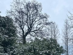 -缙云山景区