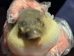 -肆月河豚·淮扬菜·湘菜(华天店)