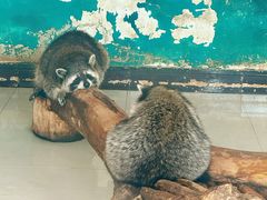 -大连森林动物园