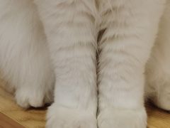 -有喵·猫咖·狗咖·30几只猫10只小狗(岗厦店)