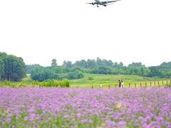 -空港花田景区