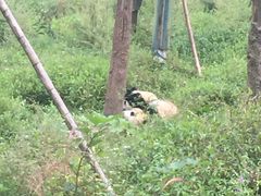 -中国大熊猫保护研究中心雅安碧峰峡基地