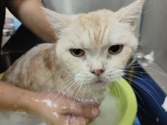 -瑞派动物医院·猫专科·至诚(江南中分院)