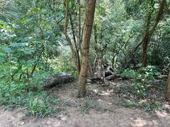 -紫金山山顶公园
